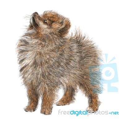 Pomeranian Dog Stock Image