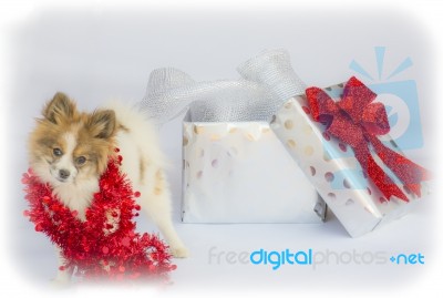 Pomeranian Puppy Ready For Christmas Stock Photo