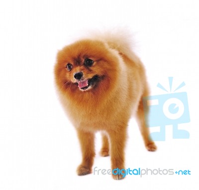 Pomeranian Spitz Dog Stock Photo