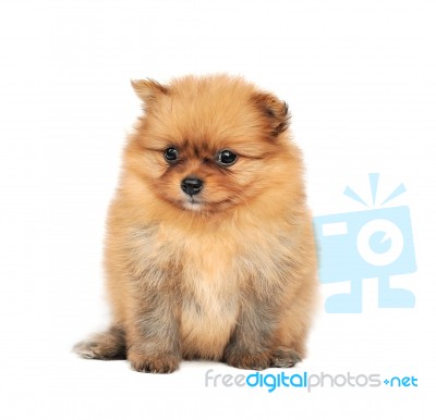 Pomeranian Spitz Dog Stock Photo