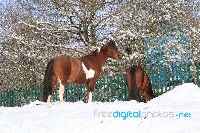 Ponies In The Snow Stock Photo