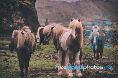 Ponnies/miniature Horses Stock Photo