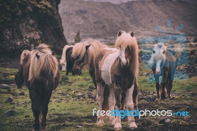 Ponnies/miniature Horses Stock Photo