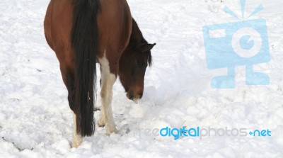 Pony With A Robin Stock Photo