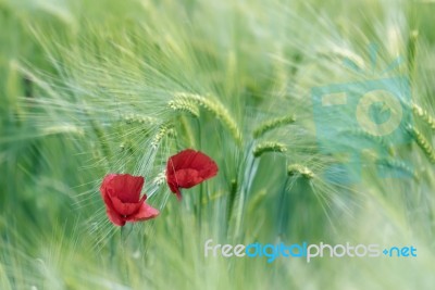 Poppies Stock Photo