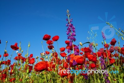 Poppies Stock Photo Poppies Stock Photo