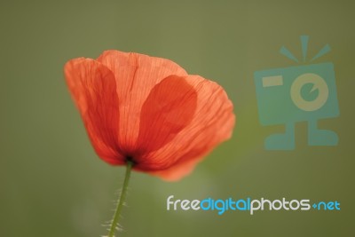 Poppy Stock Photo Poppy Stock Photo