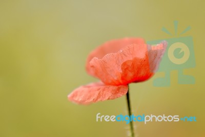 Poppy Stock Photo