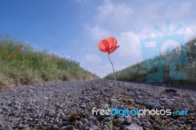 Poppy Stock Photo