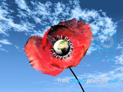 Poppy And Earth Stock Image
