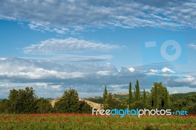Poppy Field In Tuscany Stock Photo