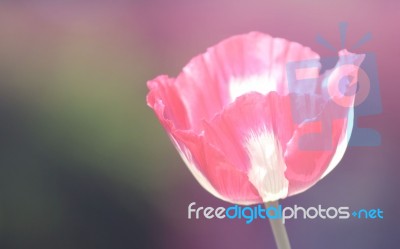 Poppy Flower Stock Photo