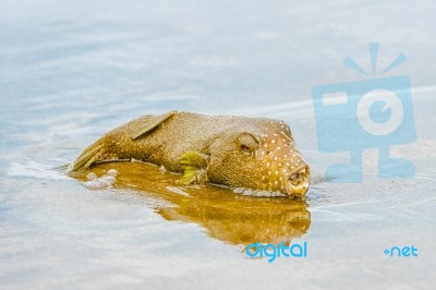 Porcupinefish In Panama On Azuero Peninsula Beach Stock Photo