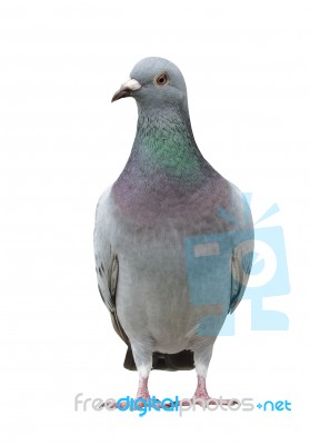 Portrait Full Body Of Speed Racing Pigeon Bird Isolate White Background Stock Photo