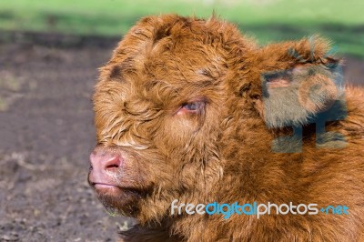 Portrait Head Newborn Brown Scottish Highlander Calf Stock Photo
