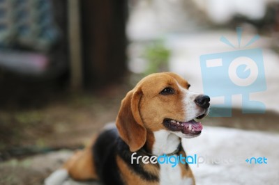 Portrait Of A Beagle Dog Outdoor Stock Photo