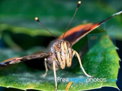 Portrait Of A Butterfly Stock Photo