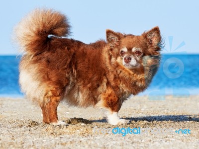Portrait Of A Chihuahua Longhair Stock Photo