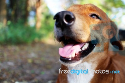 Portrait Of A Cute Brown Dog Stock Photo
