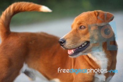 Portrait Of A Cute Brown Dog Stock Photo