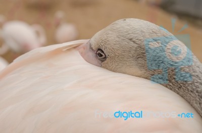 Portrait Of A Flamingo Stock Photo