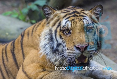 Portrait Of A Royal Bengal Tiger Stock Photo