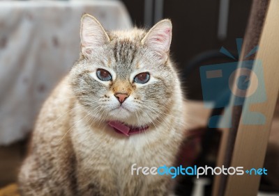 Portrait Of A Siamese Cat Indoor Stock Photo