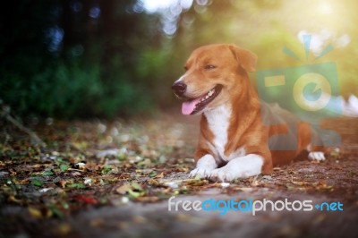 Portrait Of An Adorable Brown Dog Stock Photo