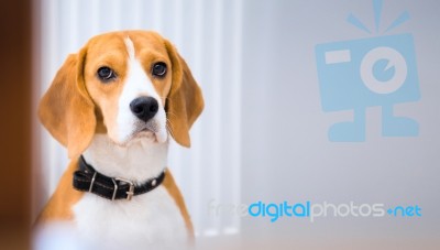 Portrait Of Beagle Stock Photo