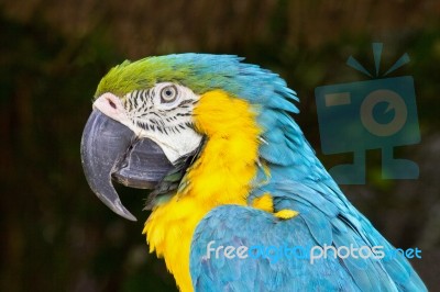 Portrait Of Blue And Yellow Macaw Stock Photo