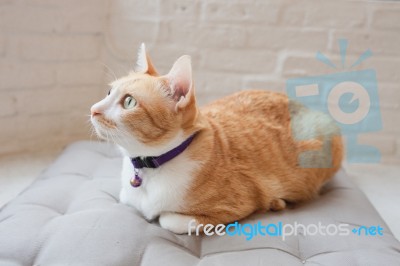 Portrait Of Cute Tabby Cat Fluffy Pet Looks Curious Stock Photo