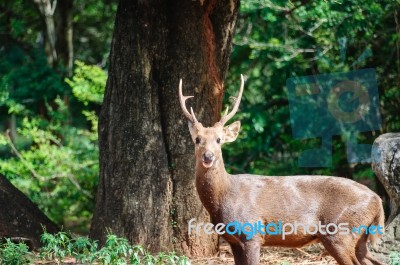Portrait Of Deer Stock Photo