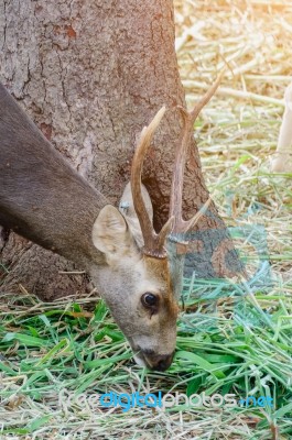 Portrait Of Deer Stock Photo