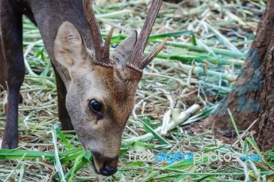 Portrait Of Deer Stock Photo