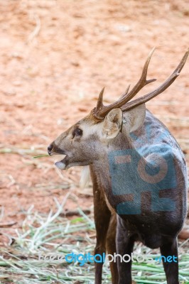 Portrait Of Deers Stock Photo
