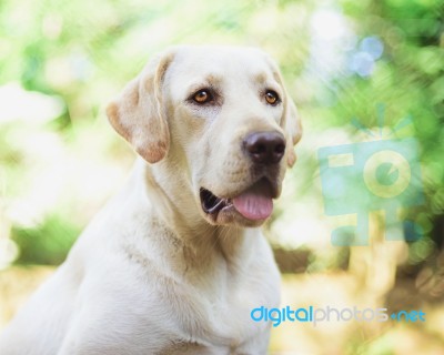 Portrait Of Labrador Retriever Stock Photo