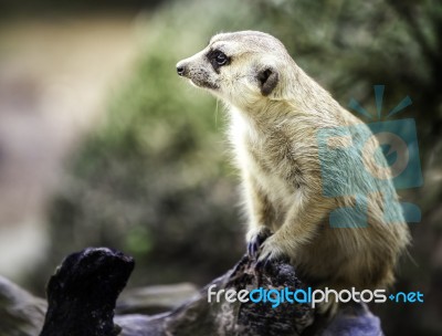 Portrait Of Meerkat Stock Photo