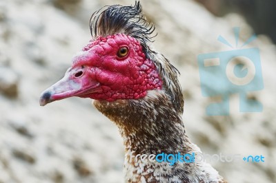 Portrait Of Musk Duck Stock Photo Portrait Of Musk Duck Stock Photo