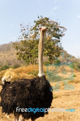 Portrait Of Ostrich Stock Photo