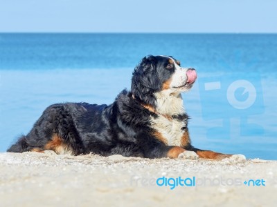 Portrait Of The Bernese Mountain Dog Stock Photo
