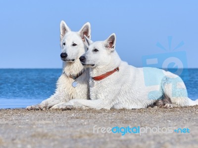 Portrait Of Two White Swiss Shepherds Stock Photo