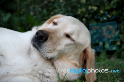 Portrait Of White Labrador Dog In The Garden Stock Photo