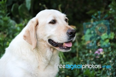 Portrait Of White Labrador Dog In The Garden Stock Photo