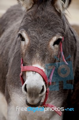 Portuguese Donkey Stock Photo