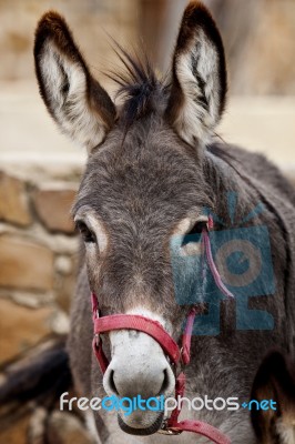 Portuguese Donkey Stock Photo