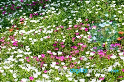 Portulaca Stock Photo