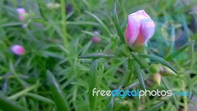 Portulaca Oleracea Flower Stock Photo