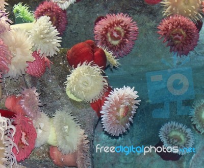 Postcard With A Beautiful Corals In A Sea Stock Photo