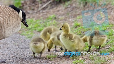 Postcard With A Family Of Canada Geese Staying Stock Photo