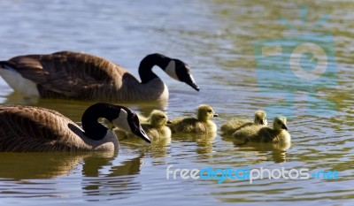 Postcard With A Family Of Canada Geese Swimming Stock Photo